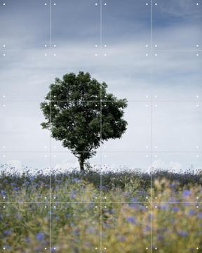 'Summer Meadow' by Mareike Böhmer