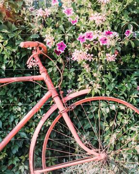 'Pink Bicycle' by Pati Photography