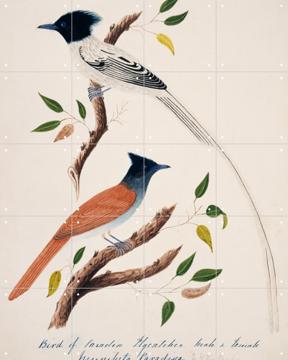 'Indian Paradise Flycatcher' van John James Audubon & Natural History Museum