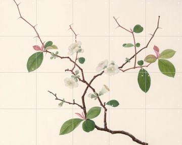 'Blossom' van John Reeves & Natural History Museum