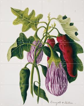 'Solanum melongena, eggplant and capsicum' van Natural History Museum