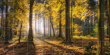 'Panoramic Forest' by Jan Becke