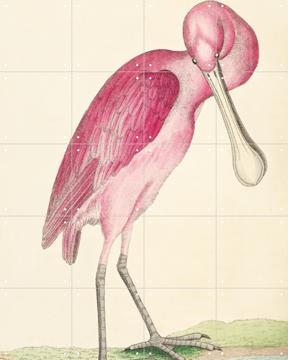 'Rose-coloured Spoonbill' par Frederick Polydore Nodder & Natural History Museum