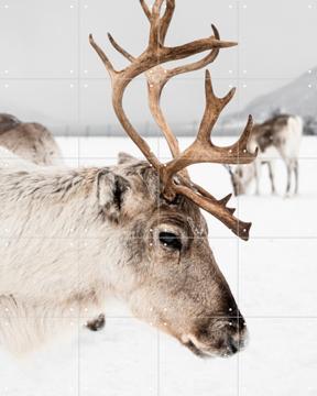 'Reindeer in Norway' by Henrike Schenk