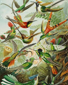 'Hummingbirds' van Ernst Haeckel & Victoria and Albert Museum