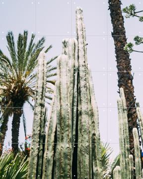 'Palmeraie Cactus' van Pati Photography