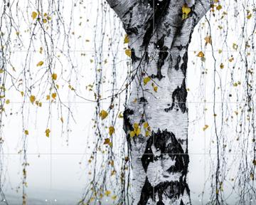 'Birch Tree' by Mareike Böhmer