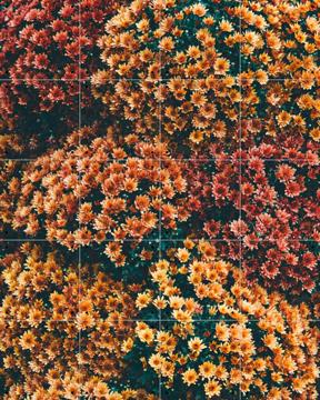 'Autumn Flowers' van Pati Photography