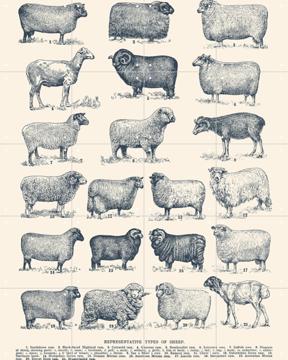 'Representative Types of Sheep' van Aster Edition