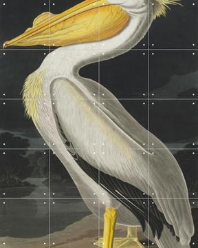 'American White Pelican' van John James Audubon & Natural History Museum