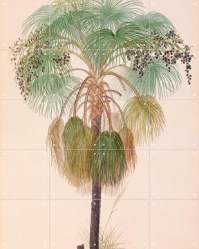 'Sand Palm' van Ferdinand Bauer & Natural History Museum