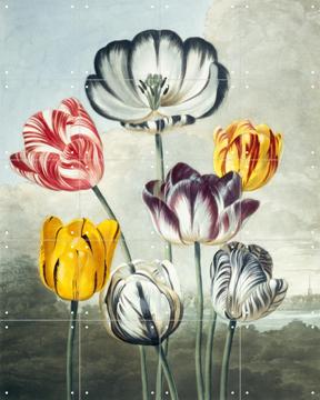 'Tulips' par Robert John Thornton & Natural History Museum