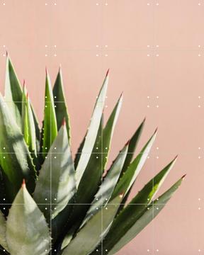 'Green Plant Pink Wall' by Photolovers