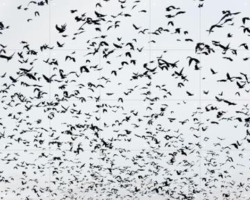 '999 Birds' by Photolovers