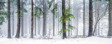 'Panoramic Snow Forest' by Jan Becke