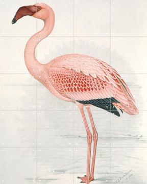 'Lesser Flamingo' van Claude Finch-Davies & Natural History Museum