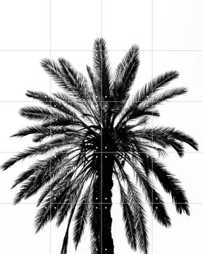 'Palm in Palermo' by Photolovers