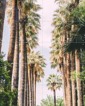 'Palm Tree Lane' van Pati Photography