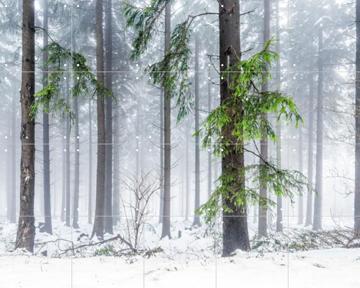 'Panoramic Snow Forest' by Jan Becke