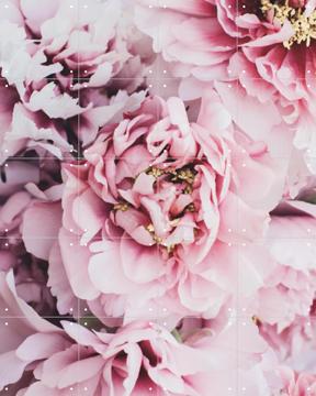 'Pink Peonies Flowers' von Ingrid Beddoes