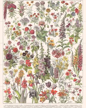 'Fleurs Larousse print' par Aster Edition