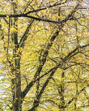 'Yellow Autumn Trees' by Photolovers