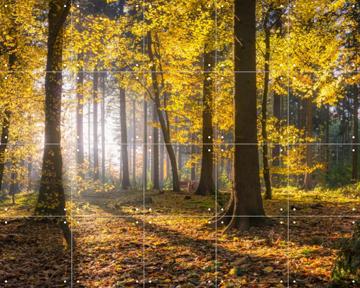 'Panoramic Forest' by Jan Becke