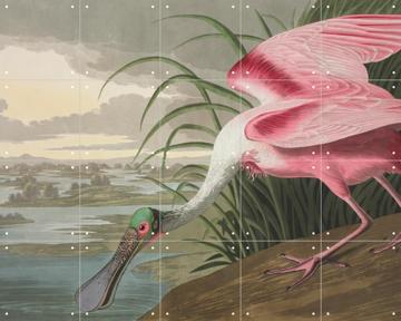 'Roseate Spoonbill' van John James Audubon & Natural History Museum