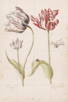 'Twee tulpen met insecten' van Jacob Marrel (1614 – 1681) & Rijksmuseum