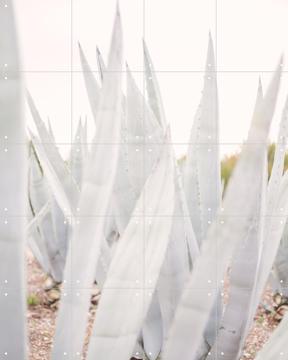 'Bright Agave Plants' van Pati Photography