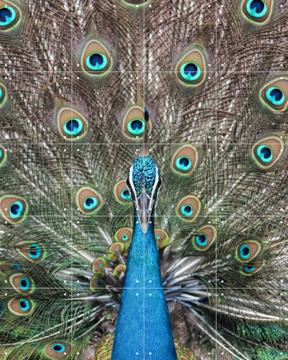 'Peacock in India' by Photolovers