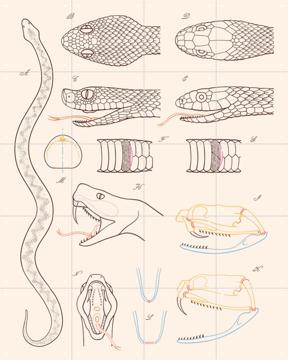 'Serpent - Anatomie' par Aster Edition