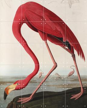 'Flamingo' by John James Audubon & Natural History Museum