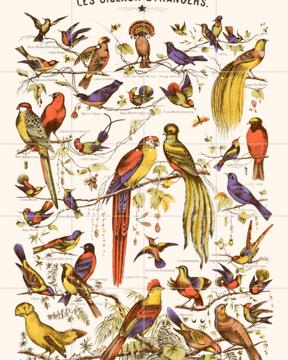 'Les Oiseaux Etrangers' van Aster Edition