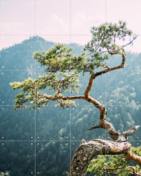 'Sokolica Pine Tree' by Pati Photography