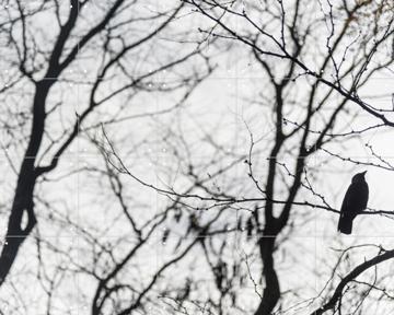 'Birds in a Tree' by Photolovers