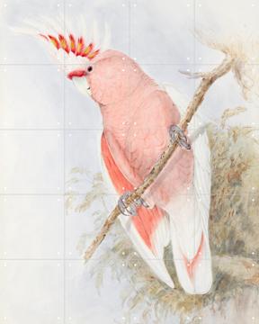 'Pink Cockatoo' van Natural History Museum