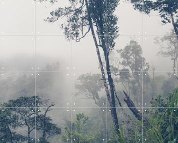 'Trees in the Fog' by Photolovers