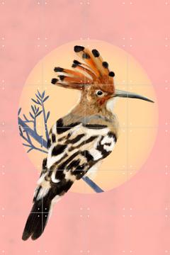 'Hoopoe' by Esther Sepers