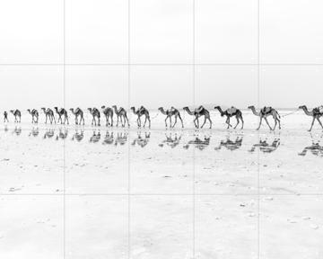 'Salt Transport with Camels' by Photolovers