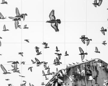 'Birds in the Sky' by Photolovers