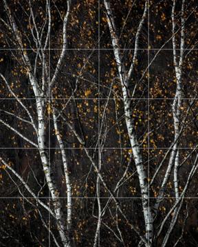 'Birch Trees Dark' by Mareike Böhmer