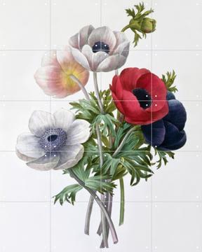 'Anemone' by Pierre Joseph Redoute & Natural History Museum