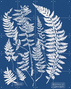 'Specimen of Cyanotype - Ferns' van Aster Edition