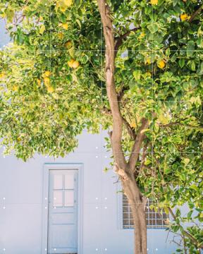 'Blue House Lemon Tree' van Pati Photography