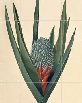 'Aechmea Sphaerocephala' par Sydney Parkinson & Natural History Museum