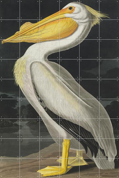 ARTCANVAS American White Pelican by John orders James Audubon Canvas Art Print