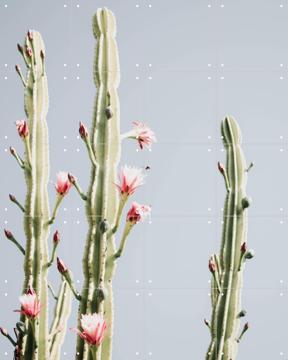 'Cerus Cactus Flowers' van Ingrid Beddoes