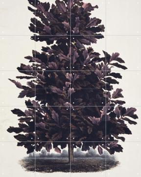 'Oak Tree' par Artist unknown & Natural History Museum