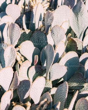 'Blue Cacti Garden' by Pati Photography